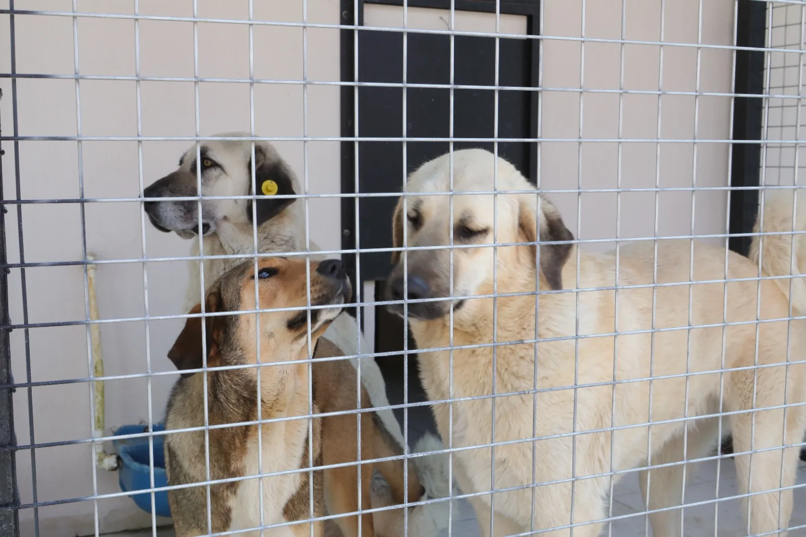 BayraklÄ±âdaki Hayvan BakÄ±mevinde KapsamlÄ± Yenileme (6)-1774860101758.webp